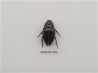 藏品(鞘翅目(三))的圖片